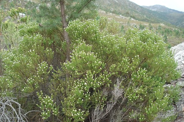 Phylica ericoides grown big